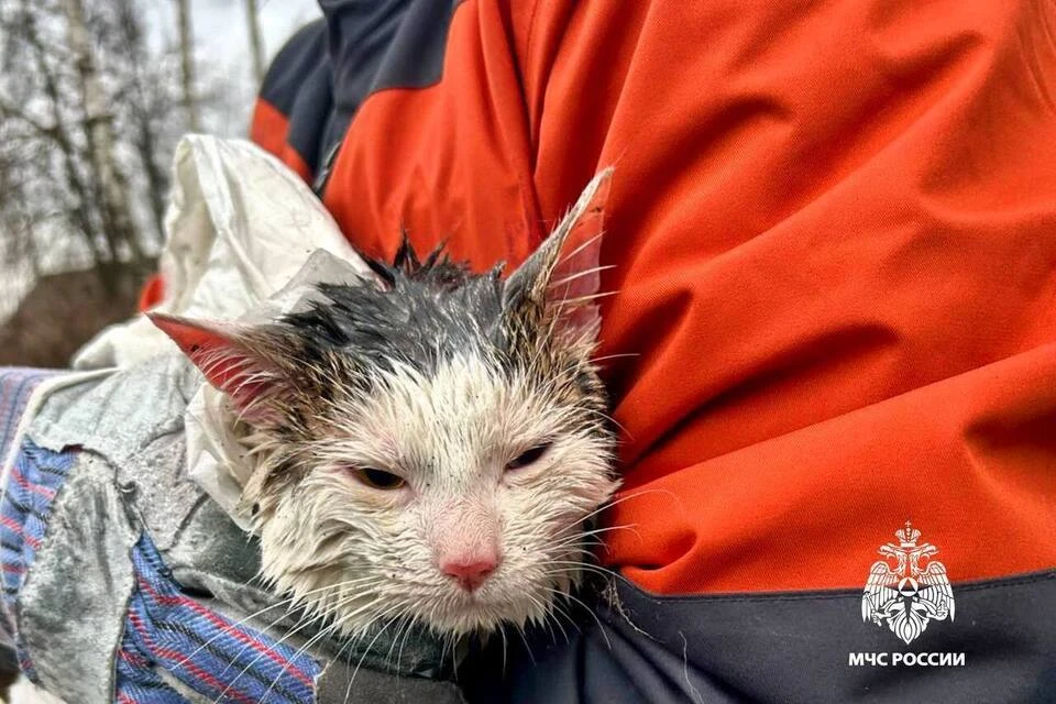Спасенный котик. Фото: МЧС Тверской области.