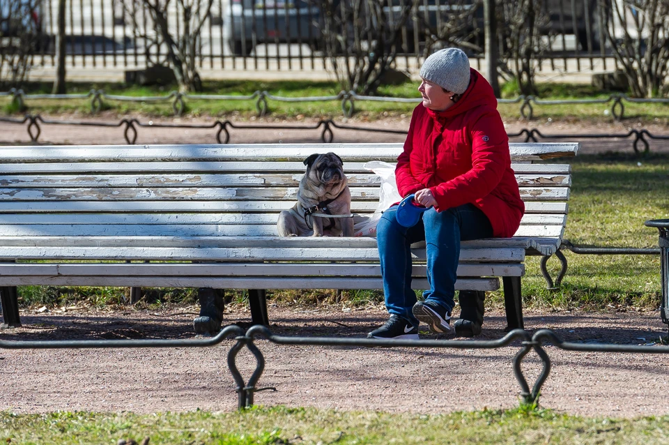 В Петербурге пока нет ни одного бюджетного учреждения для четырехлапых.
