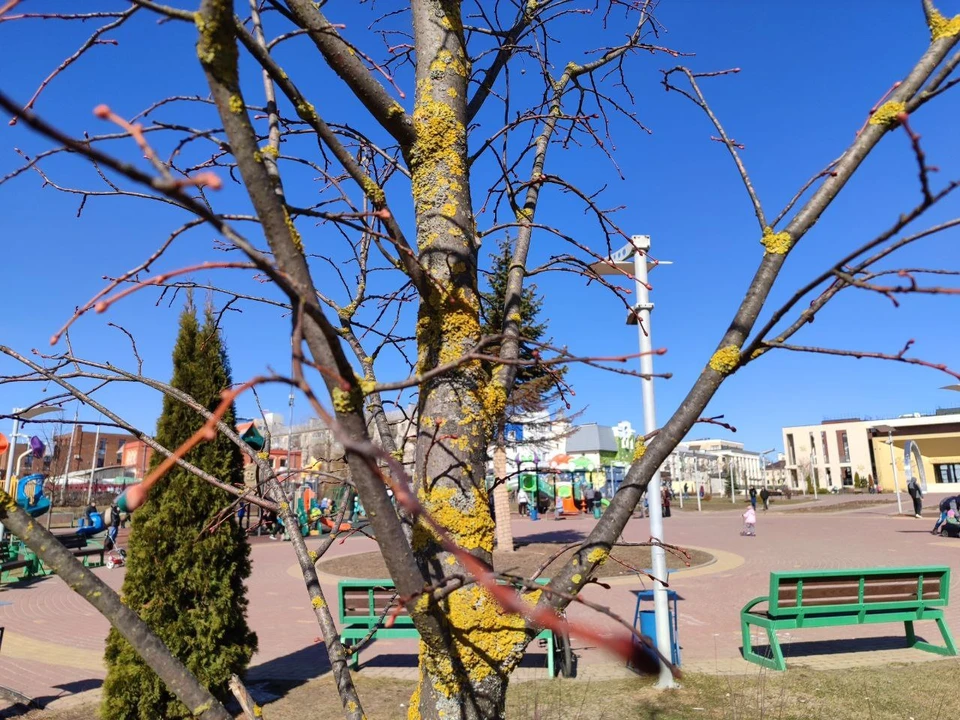 Калужане обеспокоены состоянием деревьев в парке Калуги.