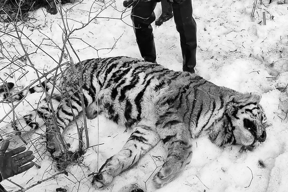 Туша амурского тигра отправлена на экспертизу. Фото: национальный парк «Удэгейская легенда».