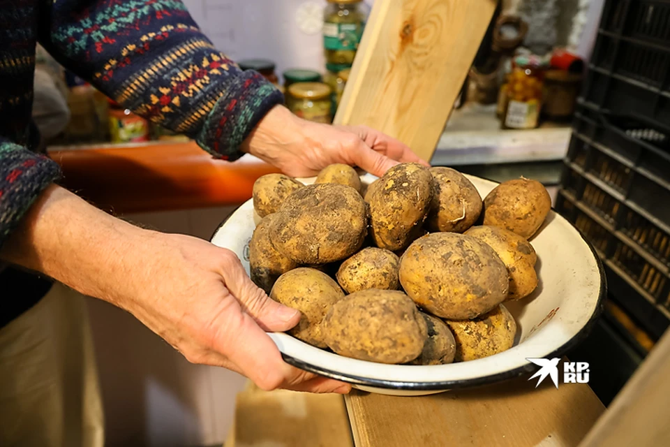 В Свердловской области подорожал картофель