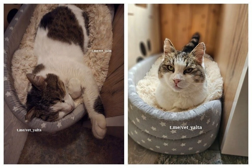 Инцидент с кошкой произошел больше месяца назад. Фото: Светлана Власенко