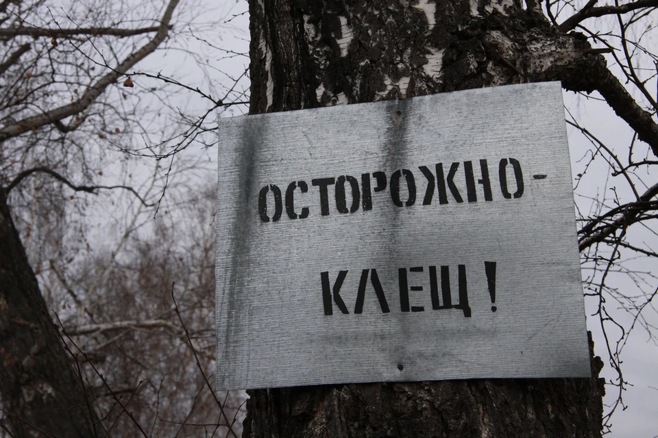 Новосибирцам рассказали, как удалить клеща в домашних условиях.