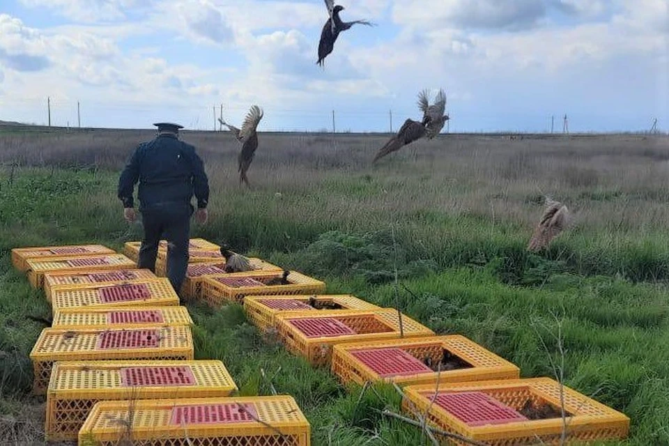 В Темрюкском районе выпустили 200 северокавказских фазанов Фото: пресс-служба администрации Краснодарского края