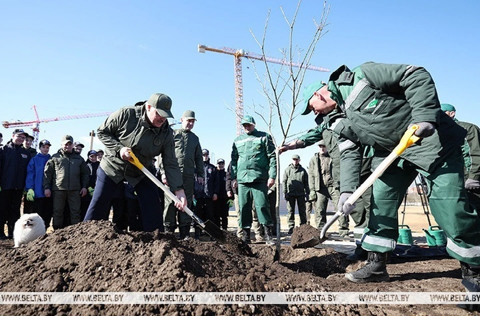 Лукашенко посадил первое дерево в парке Народного единства. Фото: БелТА.