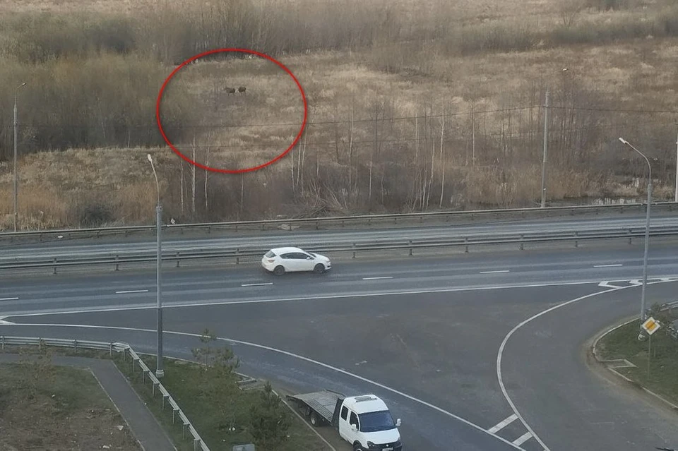 Пара лосей спокойно прогуливалась в Рязани у Муромского шоссе