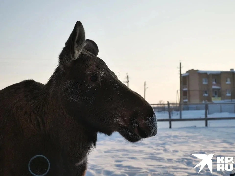 Эксперты посчитали численность животных