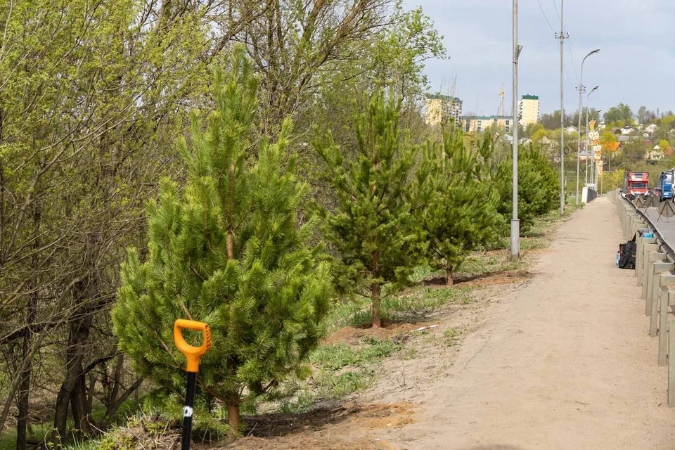 Фото: Глава Смоленска Александр Новиков.