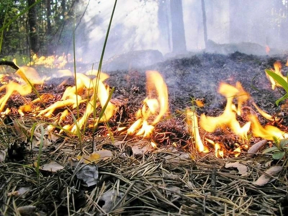 Лесной пожар