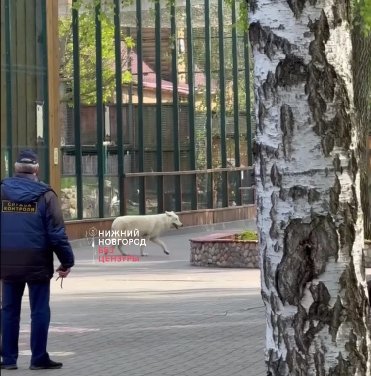 Посетителей нижегородского зоопарка эвакуировали из-за побега волка