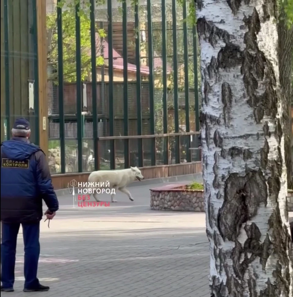 Посетителей нижегородского зоопарка эвакуировали из-за побега волка. Фото: t.me/bez_cenz_nn