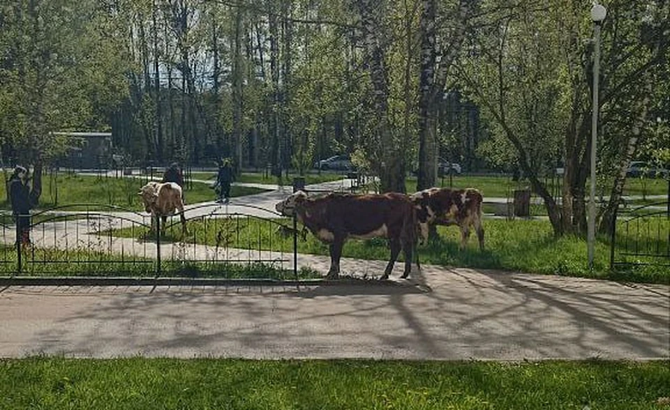 В Калуге коровы захватили сквер на улице Звездной.