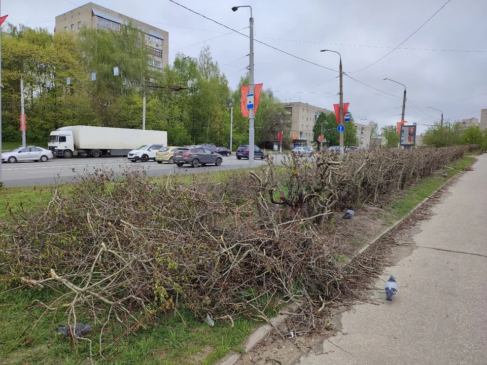 На улице Василисина в начале мая обрезали кусты, при этом обрезанные ветки лежат рядом уже неделю.