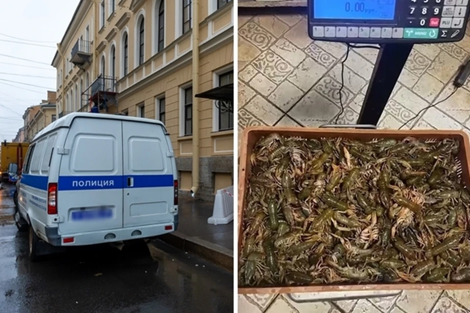 Полицейские изъяли партию раков весом 191 килограмм. Фото: Олег ЗОЛОТО, управление МВД по Ростовской области.