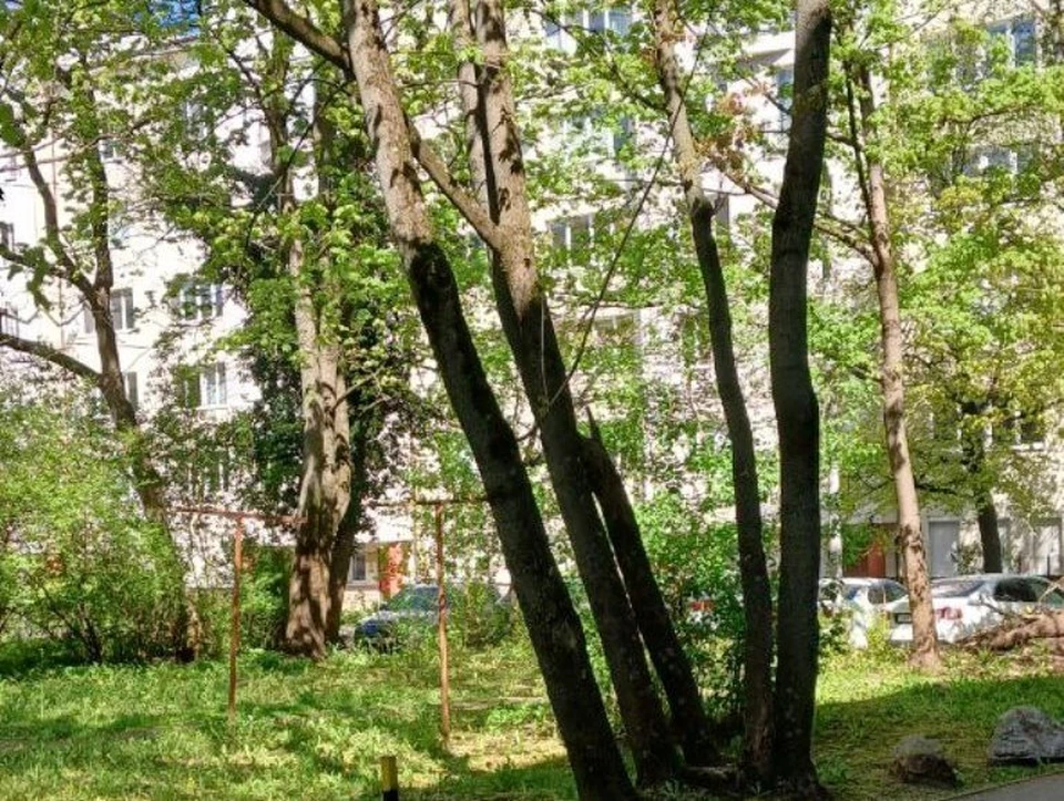 Свет закрывают клены, растущие во дворе.