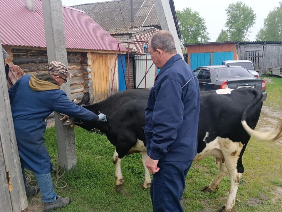 Ульяновские ветеринары начали обрабатывать от мошки подворья в Сурском районе | ФОТО: Агентство ветеринарии Ульяновской области