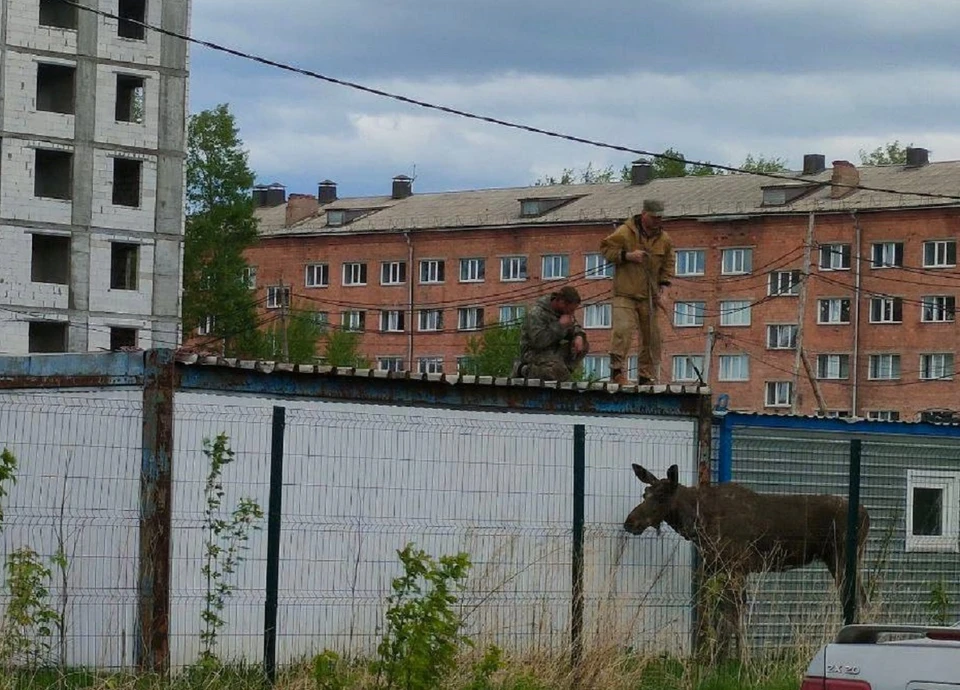 В Ачинске спасли лося. Фото: краевое МВД