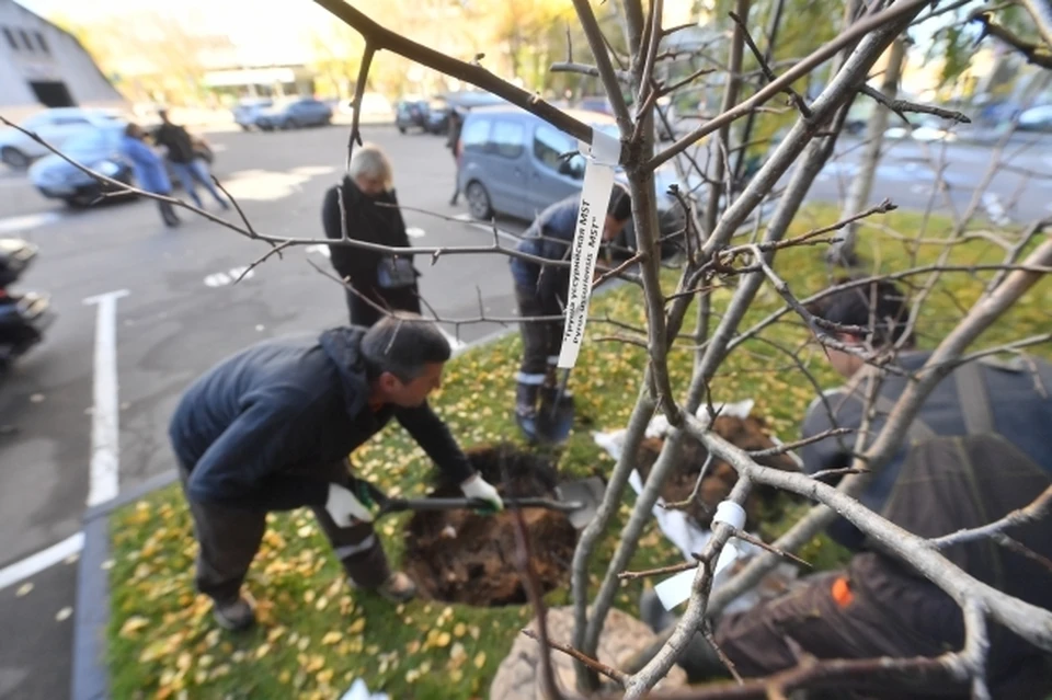 В долине реки Данилиха в Перми посадят около двух тысяч деревьев и кустарников