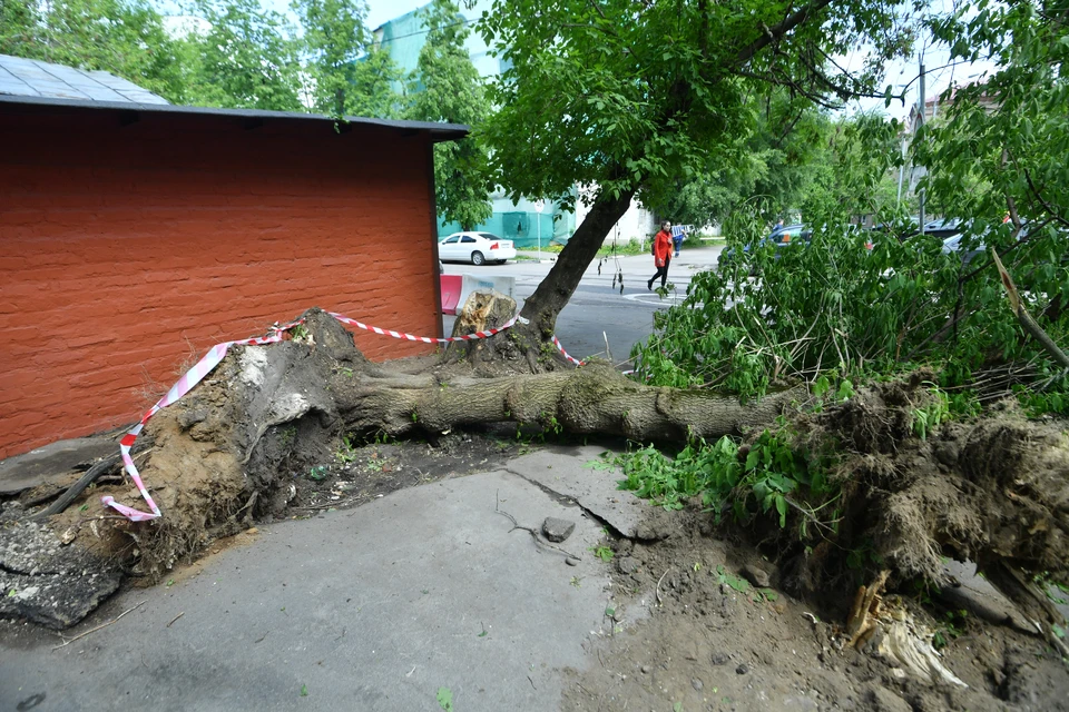 Поваленное ураганом дерево.