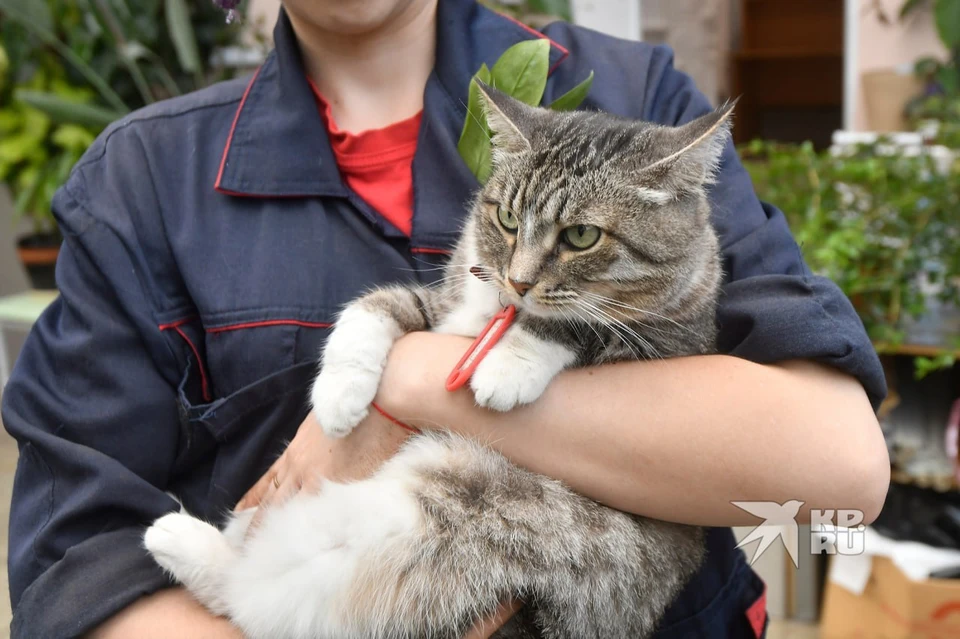 В дендропарке живут две кошки и кот