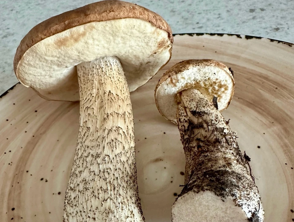 Фото: vk.com/omskmushroom