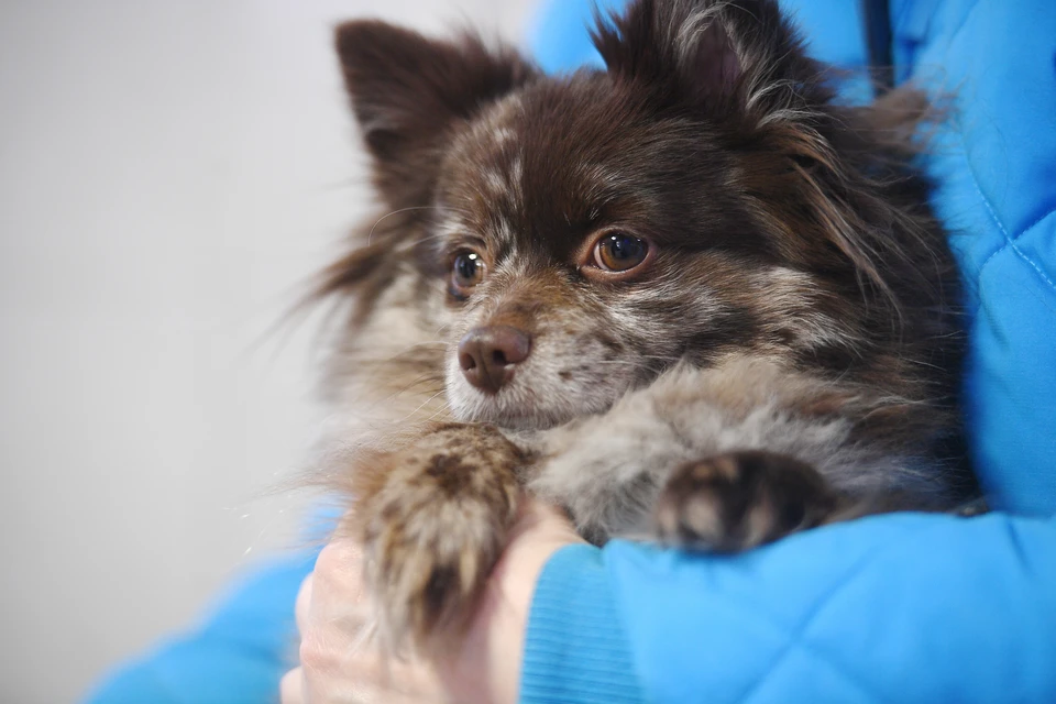 Собака трижды клинически умирала.