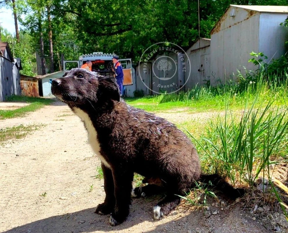 Аварийно-спасательный отряд приехал помочь маленькому щенку. Фото Управления ГО и ЧС города Липецка.