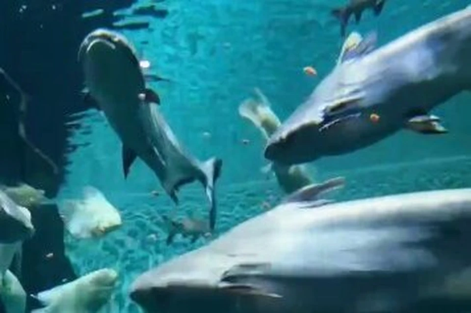 В Приморье морских рыбок накормили морковкой. Фото: скриншот видео Приморского океанариума