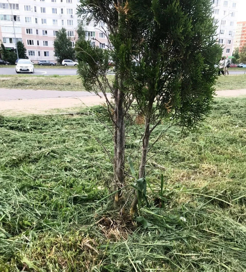 Коммунальная халатность: в Калуге при покосе травы уничтожили туи.