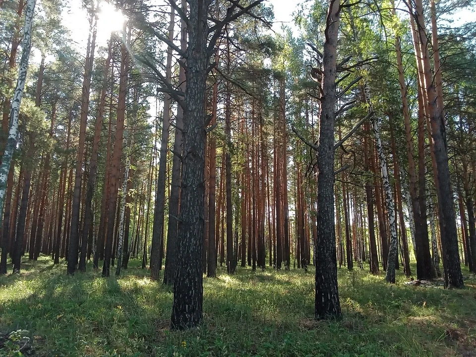 Погода на Ямале на 4 июня