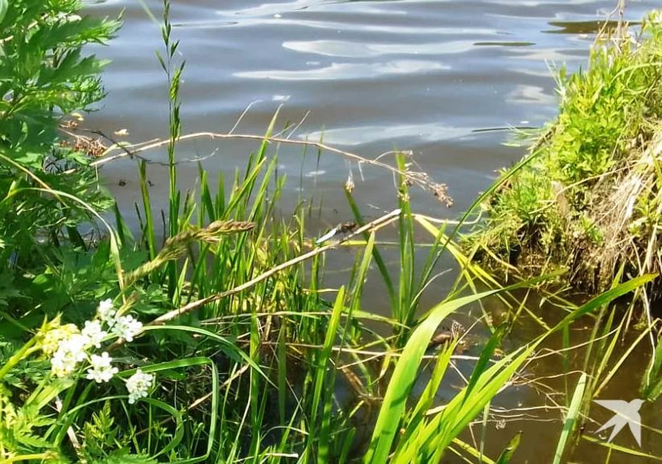 Летний день перед сюрпризами природы: 25 градусов сегодня и всего +15 к выходным.