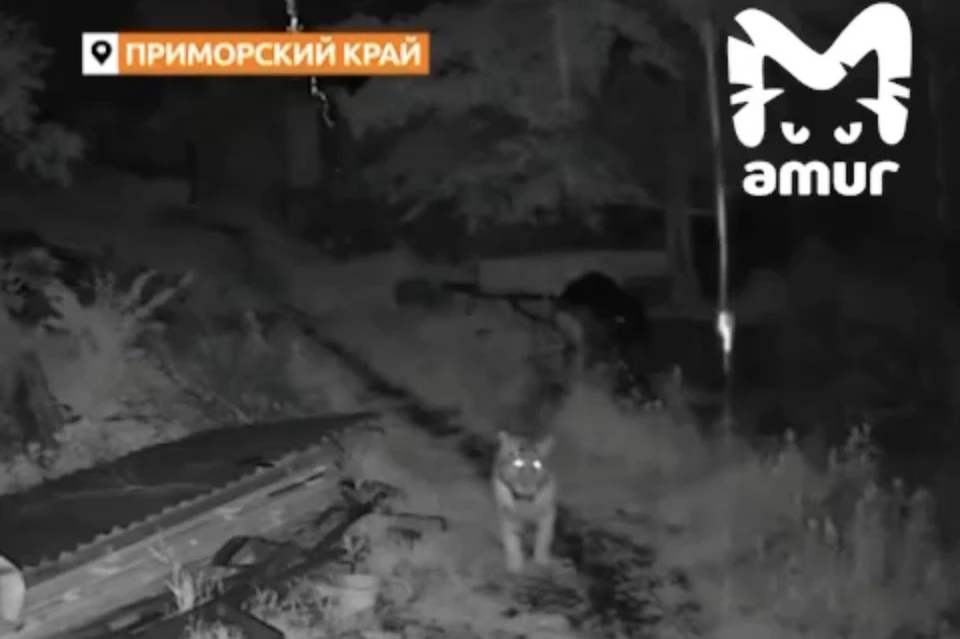 Одинокий тигренок неторопливо прогуливался по пустынной улице. Фото: принтскрин видео amur_mash