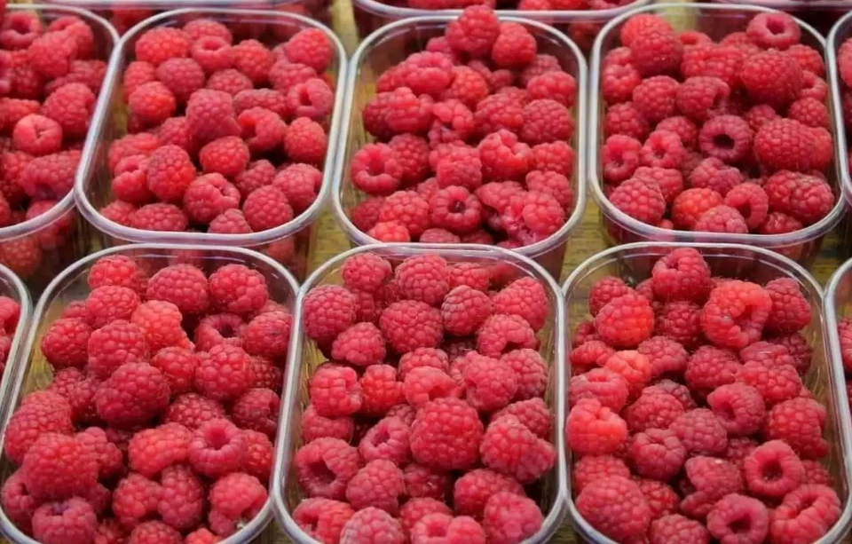 В Молдове в продаже появилась первая в этом году местная малина. Фото:agroexpert.md