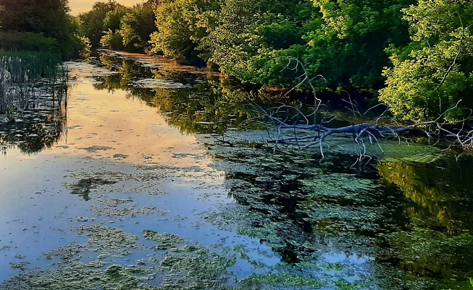 Источником вони могут быть водоросли.