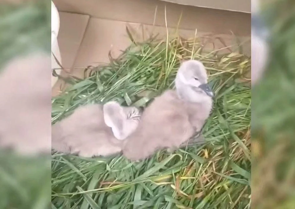 Спасенные птенцы лебедей. Фото: правительство ЛНР (скриншот)