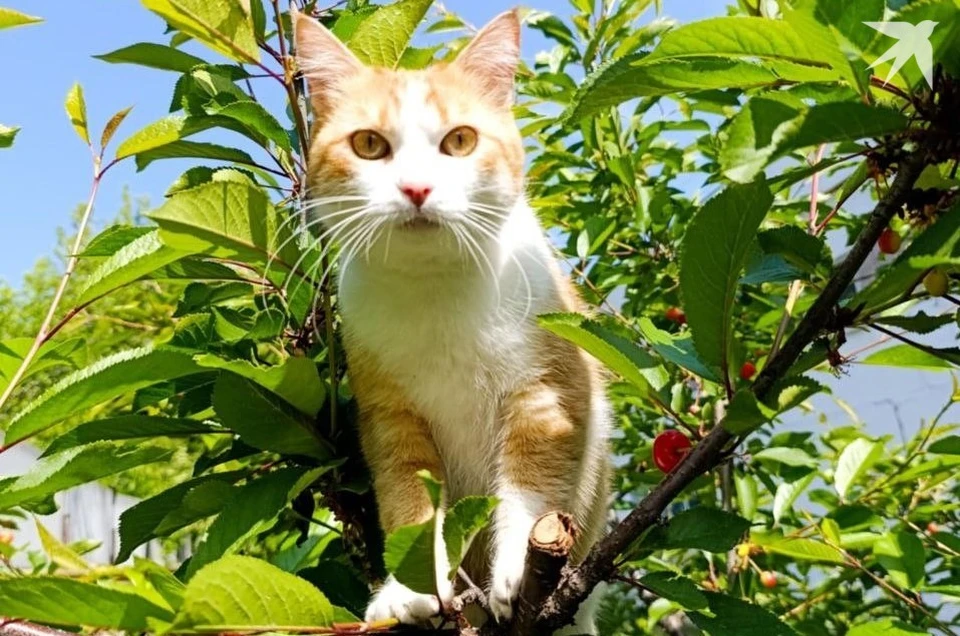 Котам хорошо в теплую погоду. Фото: КП