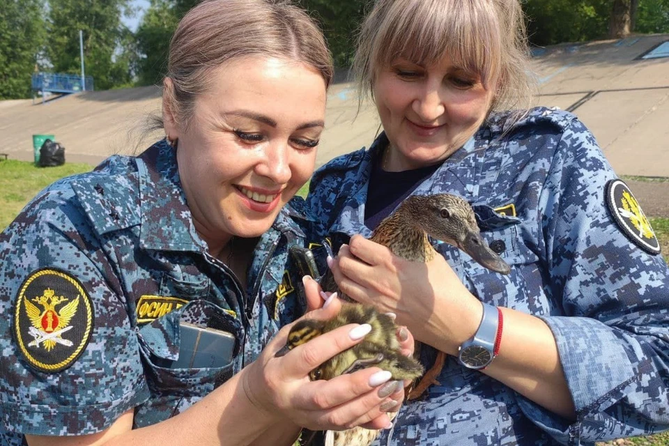 В Красноярске в женской колонии утиная семья вывела малышей. Фото: ГУФСИН по Красноярскому краю