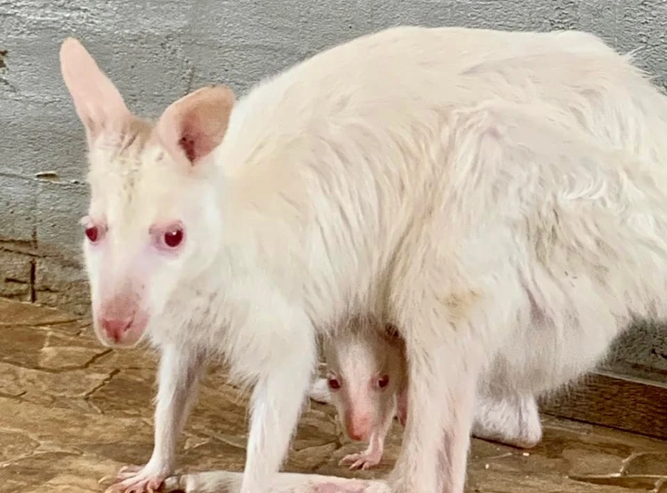 Фото: https://vk.com/animal_rehab_tmn