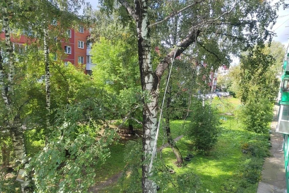 Засохшие саженцы заменят крупными деревьями по поручению мэра.
