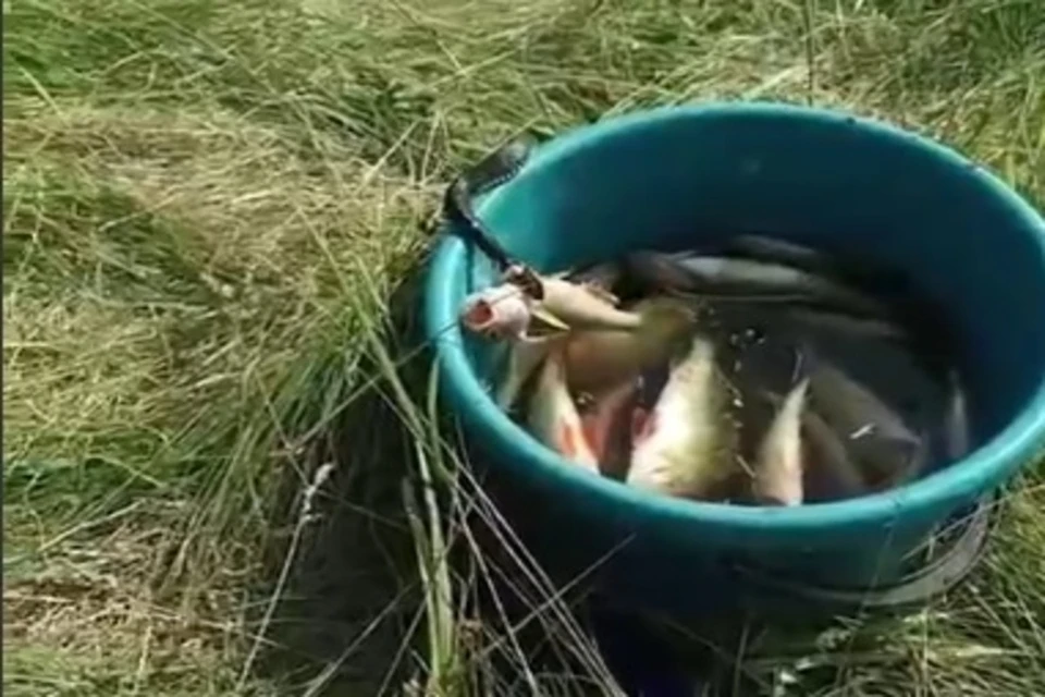 Змея похитила рыбу на глазах людей. Фото: стоп-кадр видео подписчицы телеграм-канала "КП"-Красноярск