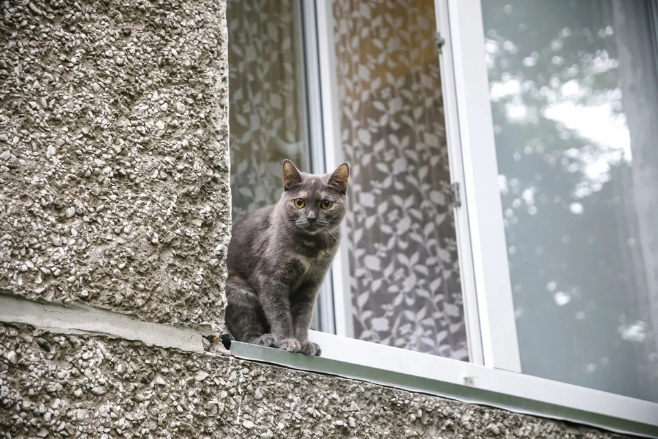 В Красноярске кот застрял головой в окне и погиб