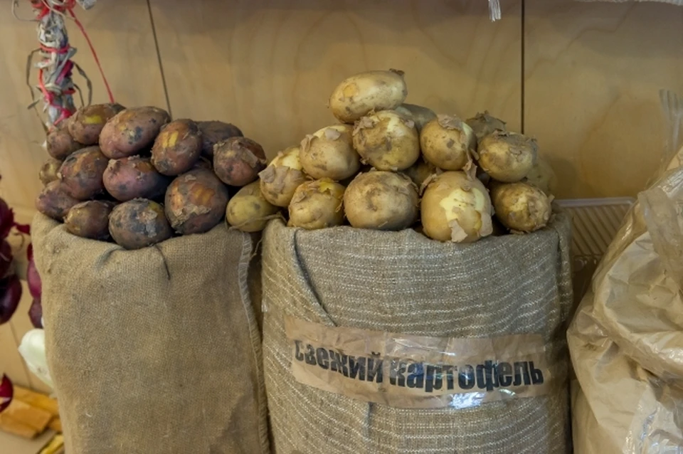 В районе Коми сняли карантин из-за картофельной нематоды