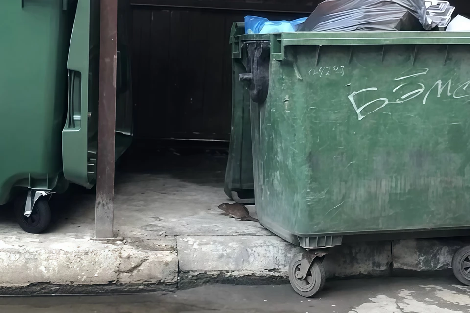 Крыса у мусорки.