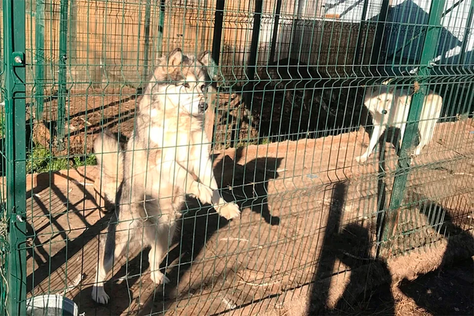 Жителей деревни напугал волк, который сбежал из местного питомника. Фото предоставлено прокуратурой Московской области