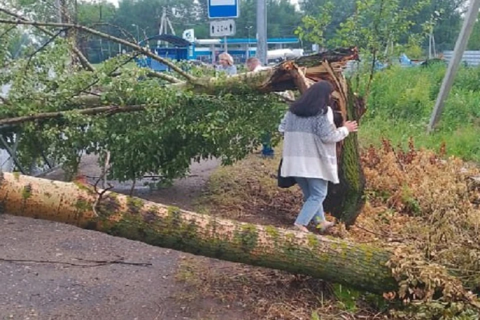 Ветер валил огромные деревья. Фото: телеграм-канал Жесть Ярославль