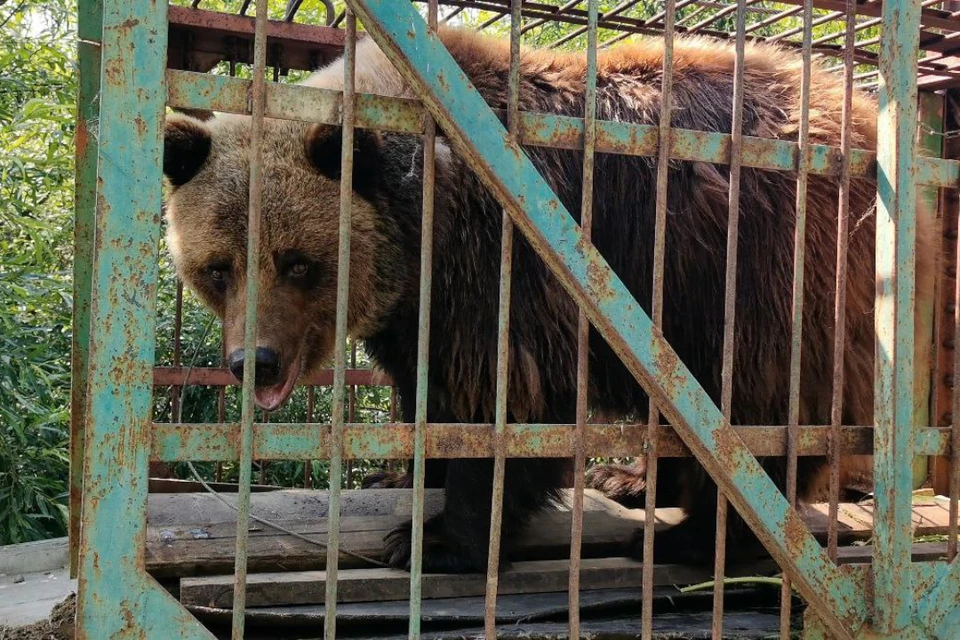 Медведицу Машу привезли из Листвянки в питомник К-9 Иркутска. Фото: К-9.