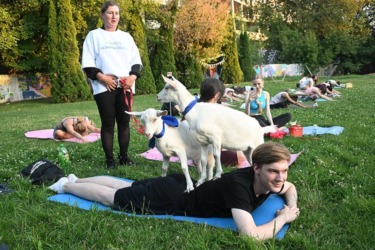 Самый милый вид спорта: В Москве проходит йога с козами. Фоторепортаж