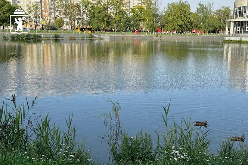 Стоячая вода в пруду опасна для здоровья.
