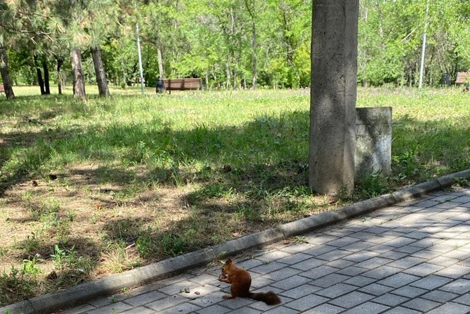 В парке белки гуляют повсюду