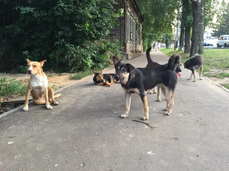 В регионе продолжается программа ОСВВ